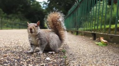Londra 'nın merkezindeki parkta bir sincabı besleyen elin yakın görüntüsü. Sevimli sincap, 4K 'lık videoyu yakından yiyor..