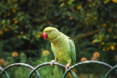 Londra, İngiltere 'de yemyeşil bir parkta kırmızı gagalı renkli bir muhabbet kuşu metal bir çitin üzerinde oturuyor. Arka plandaki bulanık yaprak, dingin atmosfere katkı sağlar..