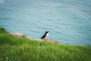 Siyah beyaz tüylü ve parlak turuncu gagalı bir martı arka planda sakin mavi okyanusuyla İzlanda 'da çimenli bir uçurumda duruyor..
