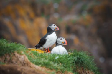 Renkli gagalı iki Atlantik martısı İzlanda 'da çimenli bir uçurumda duruyor. Arka plandaki bulanık kayalık arazi doğal yaşam alanlarının güzelliğini vurguluyor..