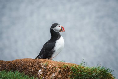Siyah beyaz tüylü ve renkli gagalı bir martı arka planda okyanusla birlikte çimenli bir yamaçta duruyor ve İzlanda 'nın doğal güzelliğini gösteriyor..
