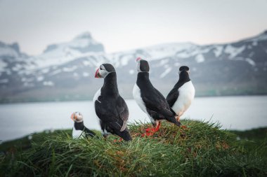 Bir grup martı, karla kaplı dağlarla dolu çimenli bir tepenin üzerinde duruyor ve İzlanda 'da bir su kütlesi, doğal güzellikleri gözler önüne seriyor..