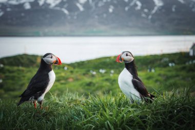 İki Atlantik martısı, sakin bir su kütlesi ve arka planda karla kaplı dağlarla otlak bir alanda durarak İzlanda 'nın sahil güzelliğini gözler önüne seriyor..