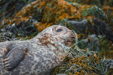 Benekli kürklü bir fok, İzlanda kıyısı boyunca yosunların üzerinde duruyor. Huzurlu ifade ve doğal renkler uyumlu bir sahne yaratır..