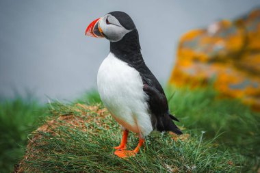 Siyah beyaz tüylü, parlak turuncu gagalı ve ayaklı bir Atlantik martısının yakın çekimi. Arka planda okyanus ve yosun kaplı kaya var..