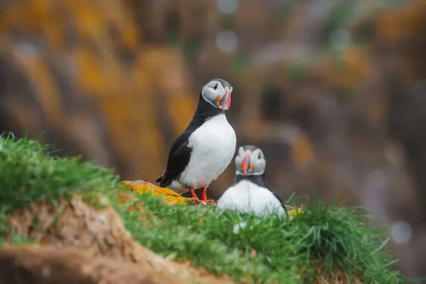 stock image Vibrant Atlantic puffins with colorful beaks and orange feet stand on a lush green cliff. The blurred rocky terrain in the background highlights Icelands natural beauty.