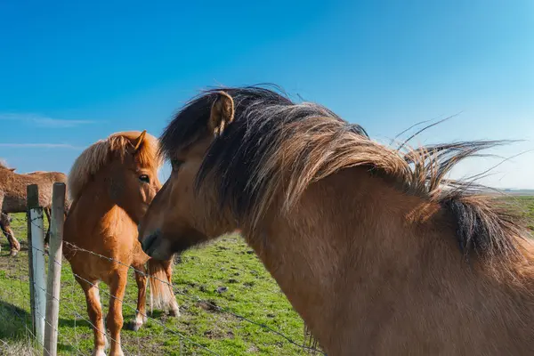 stock image Two Icelandic horses with thick manes stand in a grassy field, separated by a wire fence. The scene captures the serene rural landscape of Iceland under a clear blue sky.