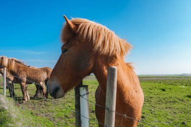 Çimenli bir tarlada tel örgülerin yanında duran kendine özgü kalın yelesi olan İzlandalı bir atın detaylı profili. Açık mavi gökyüzü ve arka planda otlayan atlar..