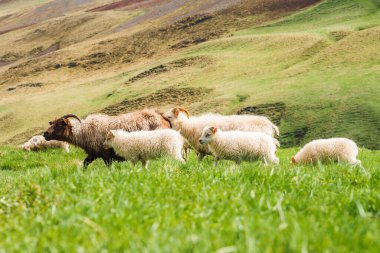 Yetişkinler ve kuzulardan oluşan bir koyun grubu İzlanda 'daki yemyeşil bir yamaçta otluyor. Manzara, kırsal İzlanda 'yı gözler önüne seren yuvarlanan tepeler ve engebeli araziye sahiptir..