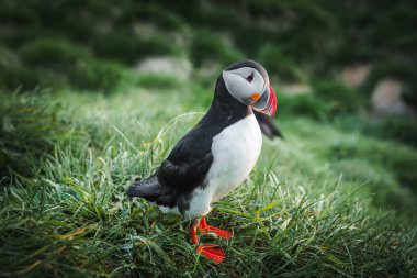 Siyah beyaz tüylü, parlak turuncu gagalı ve ayaklı bir Atlantik martısının detaylı görüntüsü. İzlanda 'nın yeşil doğal ortamında yakalandılar..