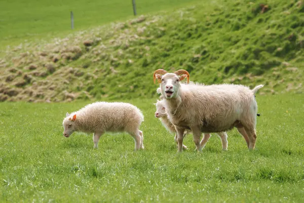 stock image A serene scene of an adult Icelandic sheep with curved horns and two lambs grazing on a lush green field, set against the rolling hills of rural Iceland.