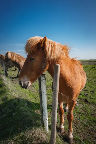 stock image A reddish-brown Icelandic horse with a thick mane stands by a wire fence in a grassy field under a clear blue sky. Other horses graze in the background.