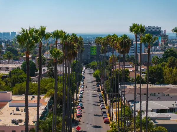 Hollywood 'da bir Los Angeles caddesinde parlak Güney Kaliforniya güneş ışığı altında uzak bir şehir silueti bulunan yüksek palmiye ağaçları ve konut binaları bulunur..