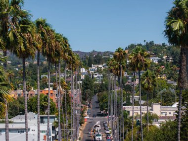 Hollywood, Los Angeles 'ta bir sokak, arka planda ikonik palmiye ağaçları ve Hollywood tepeleri, açık mavi gökyüzü ve yemyeşil bir yer altında.