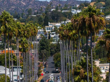 Hollywood, Los Angeles 'ta bir caddede yüksek palmiye ağaçları ve Hollywood tepeleri, lüks evleri ve berrak mavi gökyüzünün altında yemyeşil bir yer alıyor..