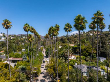 Hollywood, Los Angeles 'ta güneşli bir günde yüksek palmiye ağaçları, yerleşim evleri ve açık mavi gökyüzünün altında yuvarlanan tepelerle dolu bir cadde bulunur..