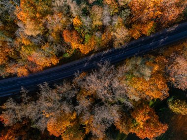 Sigulda 'da sık bir ormanın içinde kıvrılan bir yolun hava perspektifi turuncu, sarı ve kırmızı tonlarda canlı sonbahar yaprakları sergiliyor..