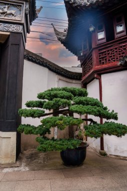 Büyük bir tencerede bir bonsai ağacı Şangay 'da renkli bir gökyüzüne karşı gelişen karmaşık ahşap yapılar ve kıvrımlı çatılar önünde duruyor..