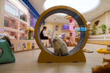 A fluffy cat sits in a large exercise wheel in a pastel colored cat cafe. The room features cat themed designs and a person seated in the background. clipart