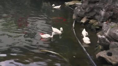 Yu Gardens, Şangay 'da kayalık bir gölette ördekler ve koi balıklarının olduğu sakin bir manzara doğal güzellikleri ve geleneksel kaya oluşumlarını gözler önüne seriyor..