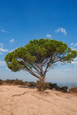 Yalnız bir ağaç kumlu bir tepenin üzerinde bulutlu mavi bir gökyüzünün altında duruyor. Arka planda, genişleyen şehir manzarası görülebilir, doğa ve şehir yaşamını harmanlayan.