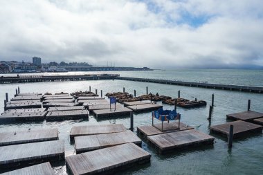 Deniz aslanları, San Francisco 39. İskele 'deki ahşap platformlarda dinleniyor. Arka planda bulutlu bir gökyüzü ve şehir manzarası var..