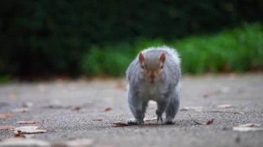 Kabarık kuyruklu bir sincap, Londra parkının zeminini keşfeder. Detaylı kürk dokusunu gözler önüne serer ve bulanık yeşil bir zemin üzerinde canlı hareketler yapar..