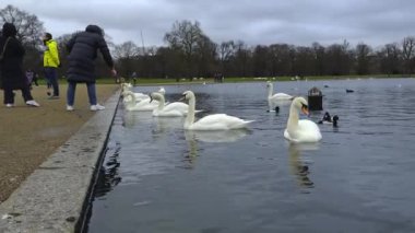 Londra 'daki Hyde Park' ta kuğular su kenarında süzülüyor. Bulutlu gökyüzü ve çıplak ağaçlar sonbahar ya da kışın sonlarına doğru insanların etrafta dolaştığını gösteriyor..