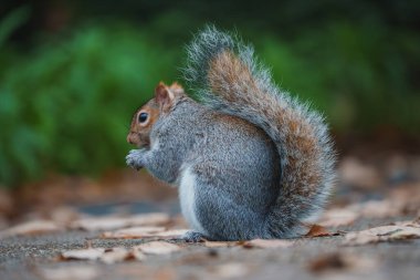 Gri bir sincap Londra 'daki bir parkta yaprak kaplı bir yolda oturur, yan profilde yakalanır. Arka plandaki bulanık yeşillik doğal bir ortam olduğunu gösteriyor..