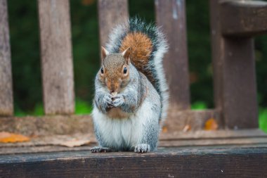 A grey squirrel sits on a wooden bench in a London park, holding a small object. Fallen leaves and a blurred background enhance the seasonal atmosphere. clipart