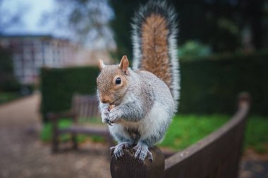 Bir Londra parkında bir bankta tünemiş fındık tutan gri bir sincap. Arka planda bulanık yeşillik ve yol görünüyor. Huzurlu bir sahne yaratıyor..