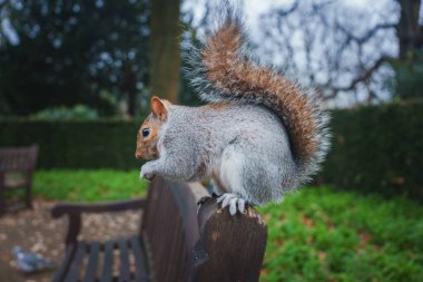 A grey squirrel perches on a wooden bench in a London park, surrounded by lush greenery and bare trees. A pigeon is visible in the wintry scene. clipart