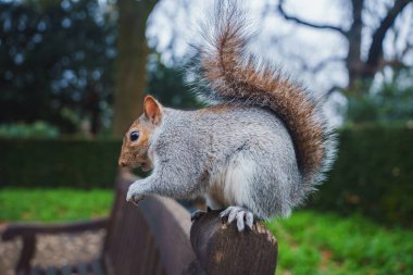 Gri bir sincap Londra 'nın yemyeşil bir parkındaki ahşap bir bankta tünemiş. Arka planda bulanık ağaçlar ve yapraklar var, doğal ortamı vurguluyorlar..