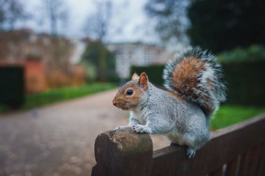 A squirrel with a bushy tail sits alert on a wooden bench in a London park. The background features a blurred pathway lined with grass and trees. clipart