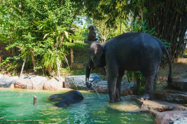 Two elephants in a lush tropical environment, one standing by a pool and the other in the water, surrounded by bamboo and tropical plants in Thailand. clipart