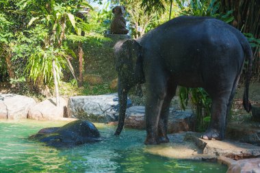Yeşilimsi bir havuzda yıkanan yetişkin ve genç bir fil. Etrafı tropikal bitki örtüsüyle çevrili. Arka planda maymun heykeli ve taş özellikleri var..