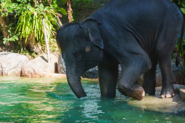Genç bir fil hortumunu açık yeşil bir havuza daldırıyor. Etrafı yoğun yeşillik ve kayalarla çevrili. Güneş ışığı yaprakların arasından süzülüyor..