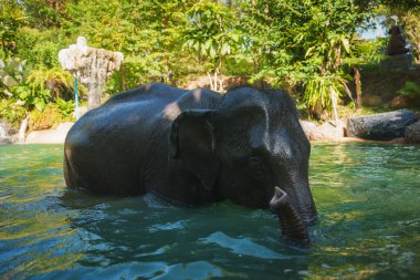 Bir fil açık yeşil bir havuza kısmen dalmış, yemyeşil ağaçlar ve çalılarla çevrili. Sakin tropikal ortamda bir taş çeşme görülebilir..