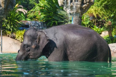 Genç bir fil, yemyeşil yemyeşil bir havuzda, arka planda çağlayan bir şelale ve kaya oluşumları ile çevrili berrak bir turkuaz havuzunda dinlenir..