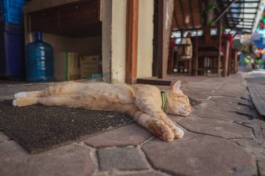 Yeşil yakalı kızıl bir kedi altıgen fayansların, sandalyelerin ve masaların yakınındaki bir paspasın üzerinde uzanır. Tayland 'da sıradan bir kafede şenlikli dekorasyonlar sergilenir..