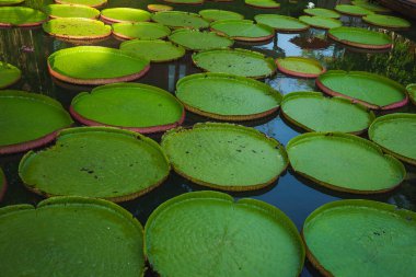 Büyük yeşil Victoria nilüferleri, pembe kenarlı, yeşil nilüferler, bereketli tropikal bitki örtüsüyle çevrili yansıtıcı bir su yüzeyinde yüzerler..