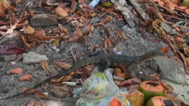 Bir monitör kertenkele tropikal bir ormanda hareket eder. Etrafı dökülen yapraklar, hindistan cevizi kabukları ve plastik atıklarla çevrilidir..