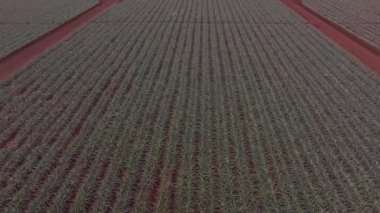 Hawaii, Oahu 'daki bir ananas tarlasının havadan görünüşü, kırmızı toprakta düzgün sıralarda yeşil bitkiler gösteriyor, toprak yolları da şebeke şeklinde kesişiyor..