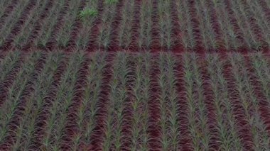 Hawaii, Oahu Adası 'ndaki Dole ananas tarlasının havadan temizlenmesi. Arka planda sıralanmış bitkiler, kırmızı toprak, toprak yollar ve rüzgar türbinleri var..