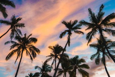 Uzun palmiye ağaçları, pembe, turuncu ve mavi renklerle renkli bir günbatımı gökyüzüne karşı durarak Hawaii 'de sakin bir tropikal atmosfer yaratırlar..
