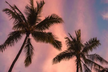 Two tall palm trees stand silhouetted against a gradient sky of pink, purple, and blue, evoking a serene tropical sunset or sunrise in Hawaii. clipart