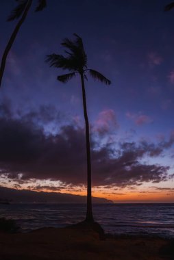 Uzun bir palmiye ağacı, mor ve turuncu renkleri, narin okyanus dalgaları ve uzak dağlık kıyı şeridi ile canlı bir günbatımı gökyüzüne karşı siluet vaziyetindedir..