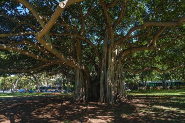 Parkta yoğun yeşil yaprakları ve havadan kökleri olan yayılan bir banyan ağacı. Çimenler, benekli güneş ışığı, park edilmiş otobüsler ve banklar olay yerinde görülüyor..