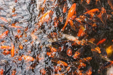 Turuncu, siyah ve beyaz desenli canlı bir koi balığı grubu dalgalı bir gölette yüzerek Hawaii 'deki huzurlu bir bahçe ortamında ışığı yansıtıyor..