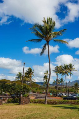 Uzun palmiye ağaçlarının, çalıların, alçak dağların ve mavi gökyüzünün altında beyaz bulutların olduğu bir park alanının olduğu tropikal bir park..
